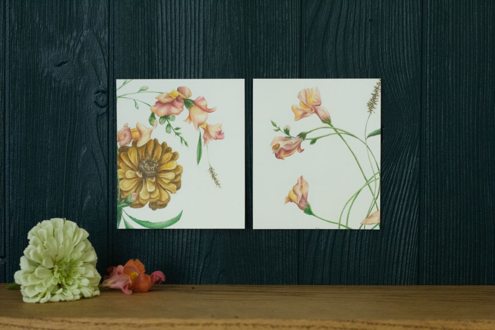 Snapdragons and Zinnia drawings by Courtney Hopkins