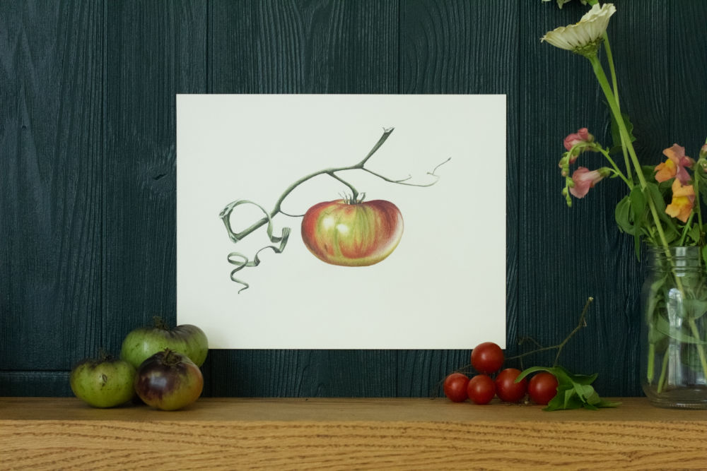 tomato drawing called "Ripening" by Courtney Hopkins