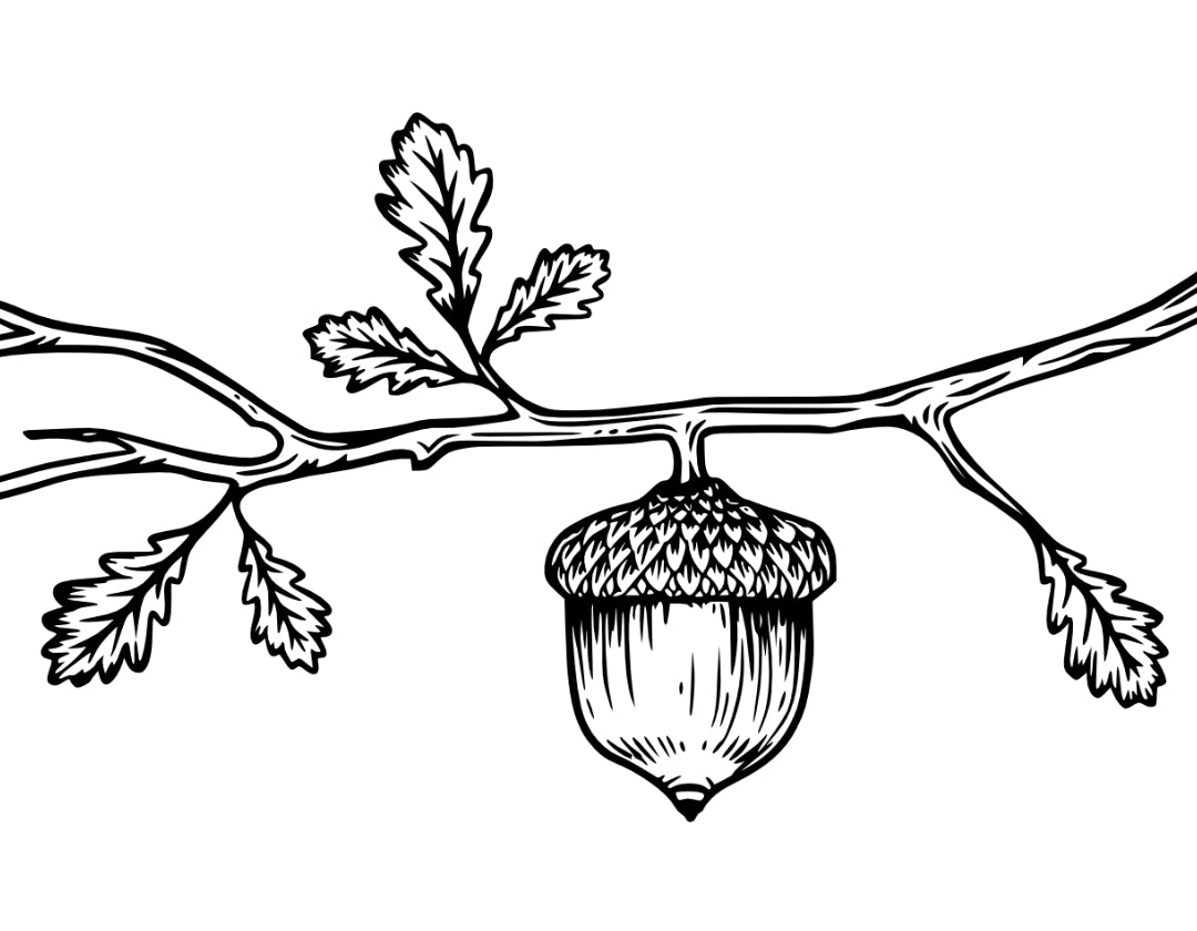 the acorn house logo illustration