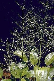 ALISMA PLANTAGO-AQUATICA (Water Plantain) 2" Plug 50 ct. Native Plants