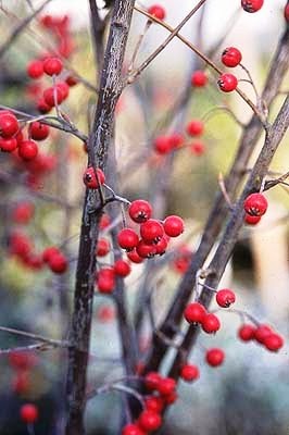 PHOTINIA PYRIFOLIA (Red Chokeberry) #1 Pot