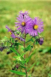 SYMPHYOTRICHUM NOVI-BELGII (New York Aster) 2" Plug 50 ct. Native Plants