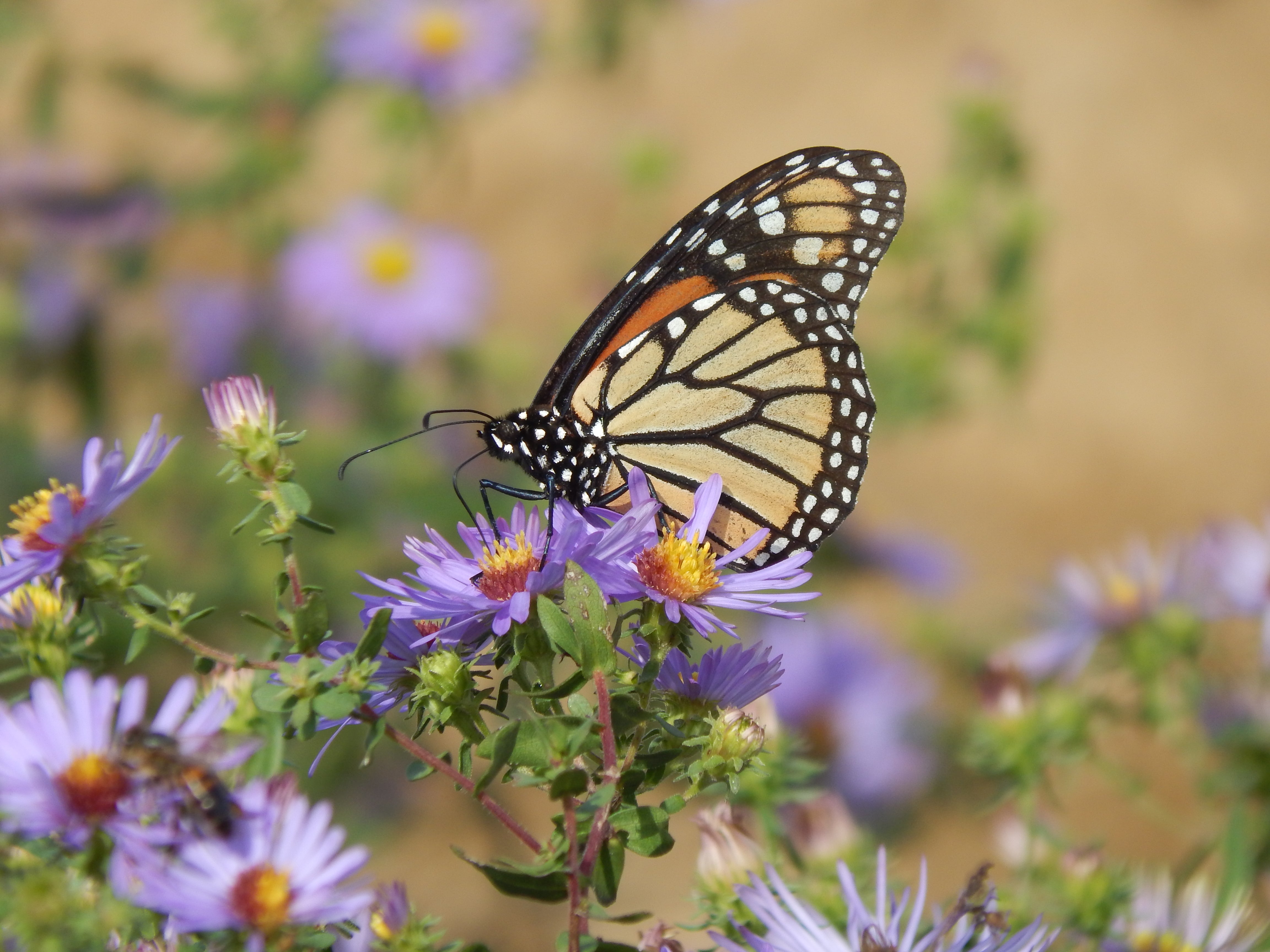 MONARCH BUTTERFLY HABITAT MIX FOR THE MID-ATLANTIC REGION