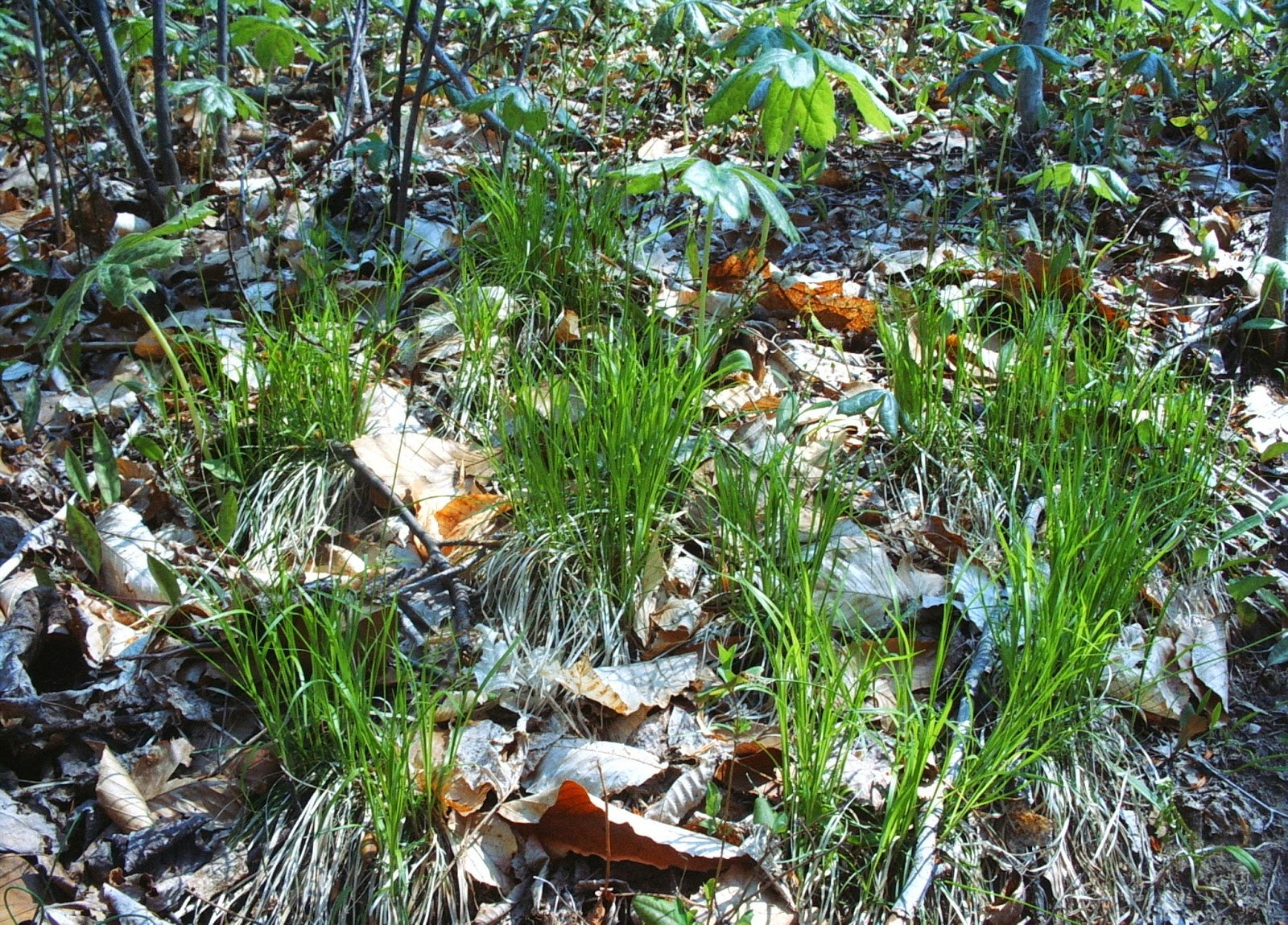 CAREX PENSYLVANICA (Pennsylvania Sedge) 2" Plug 50 ct.