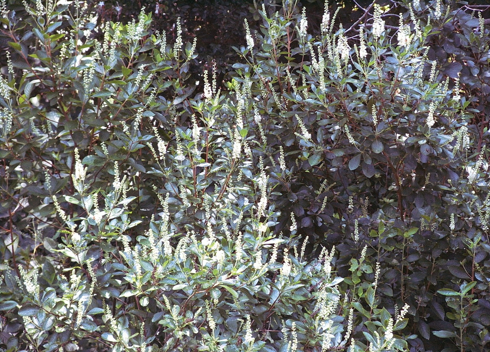 CLETHRA ALNIFOLIA (Sweet Pepperbush) #1 Pot