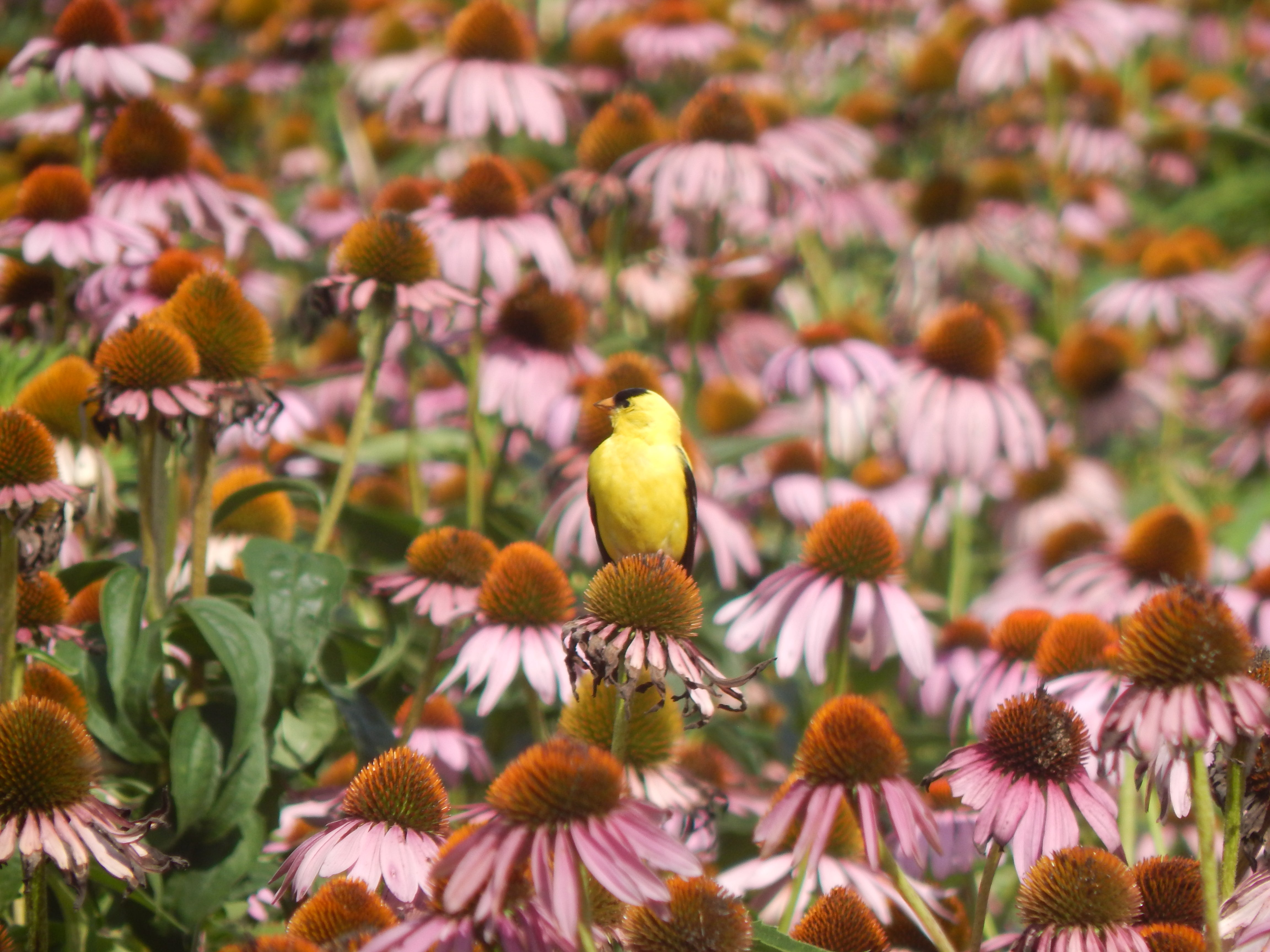 BIRD HABITAT MIX