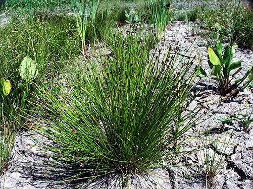 ELEOCHARIS OBTUSA (Blunt Spikerush) 2" Plug 50 ct.