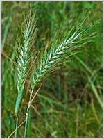 ELYMUS RIPARIUS (Riverbank Wild-Rye) 2" Plug 50 ct.