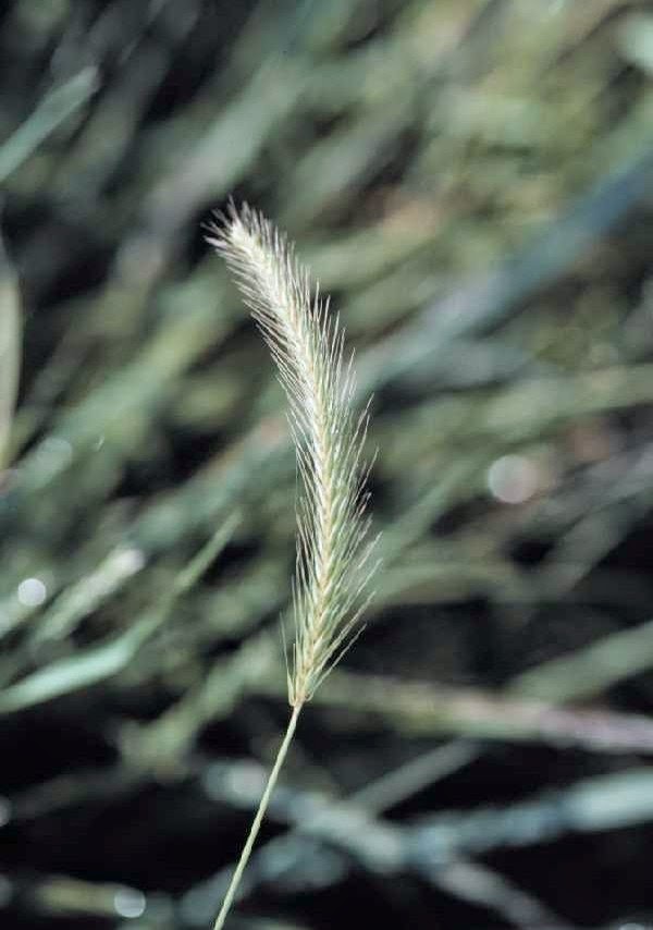 ELYMUS VIRGINICUS (Virginia Wild-Rye) Seed, PA Ecotype