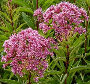 EUPATORIUM MACULATUM (Spotted Joe-Pye Weed) 2" Plug 50 ct.