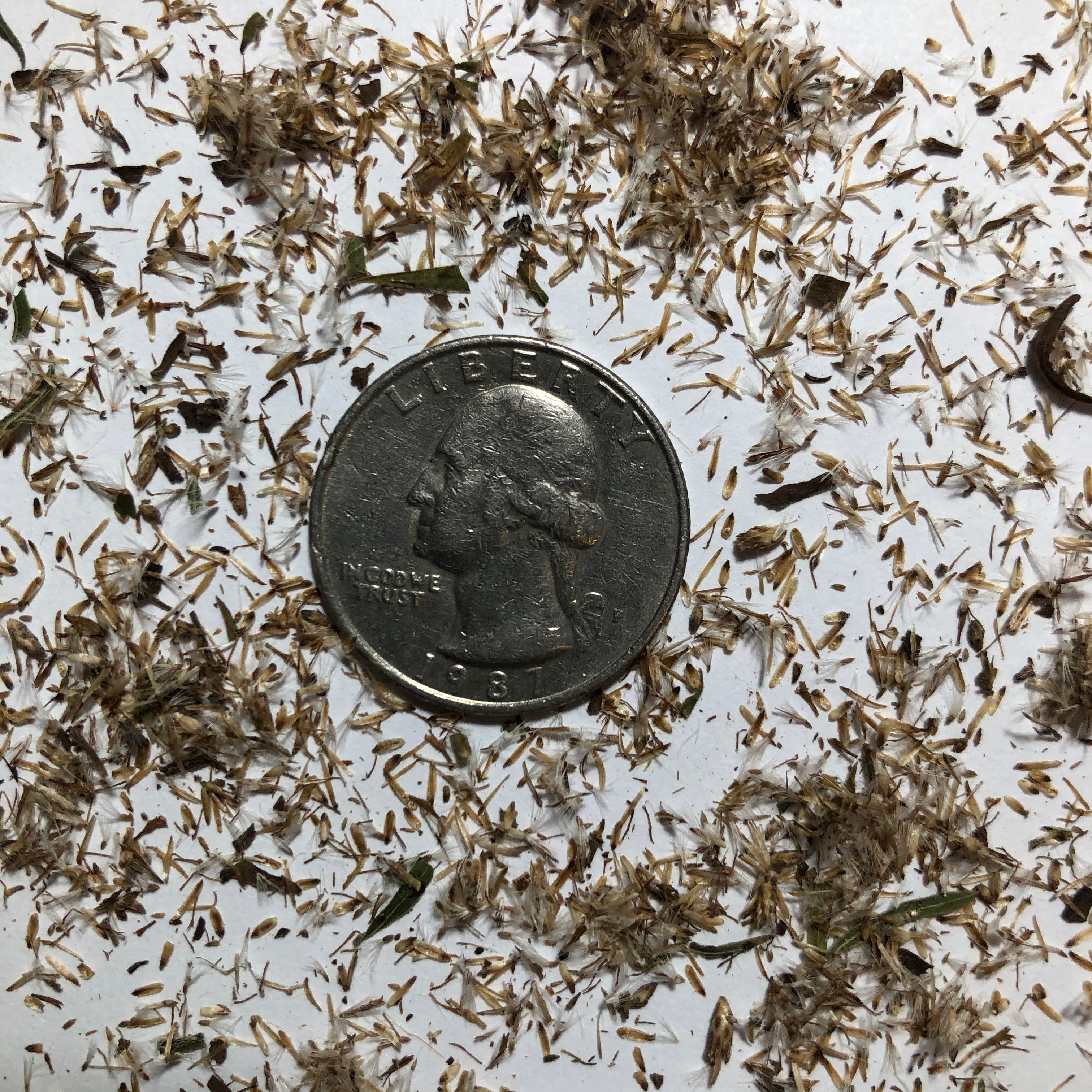 EUTHAMIA GRAMINIFOLIA (Flat-topped Goldenrod) Seed