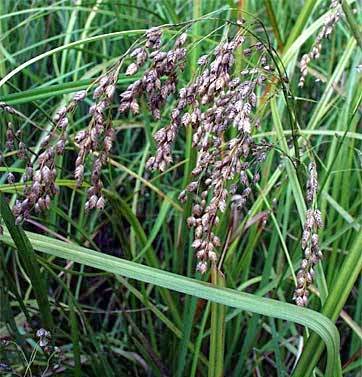 GLYCERIA CANADENSIS (Rattlesnake Grass) 2" Plug 50 ct.