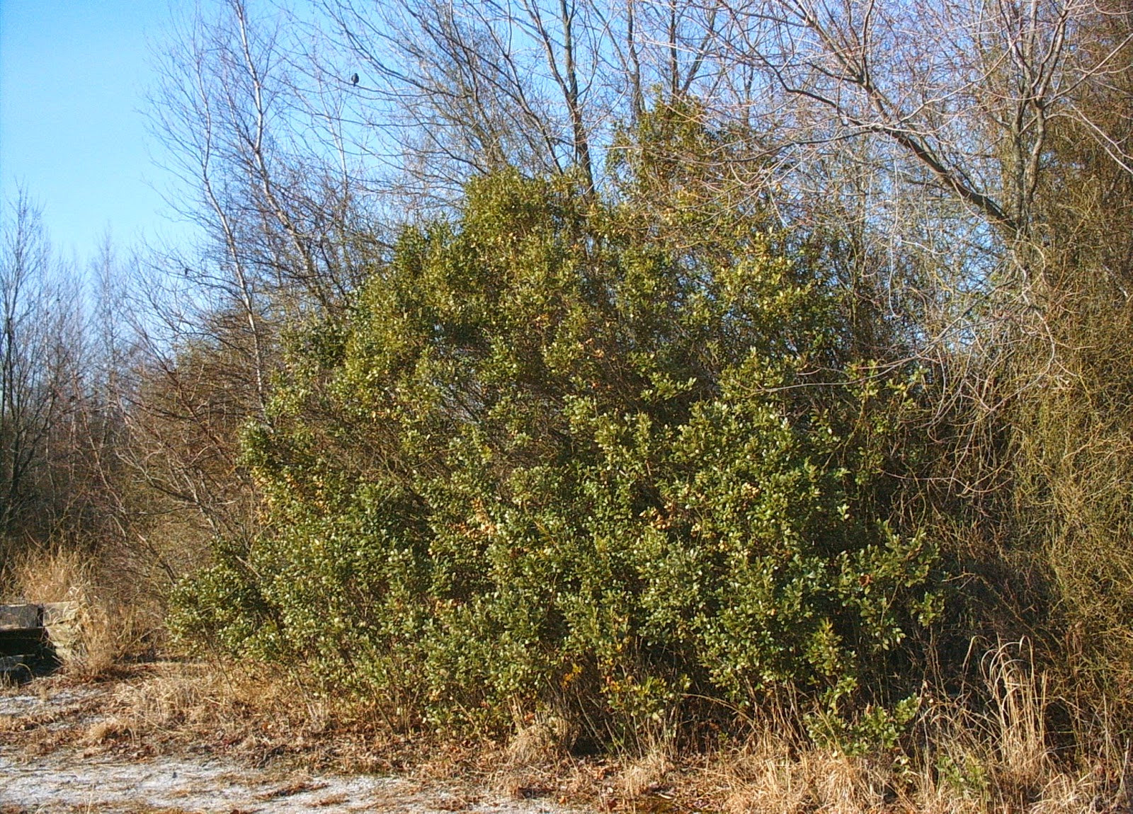 ILEX GLABRA (Inkberry Holly) #1 Pot