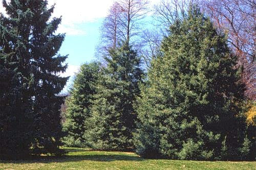 ILEX OPACA (American Holly) #2 Pot Native Plants