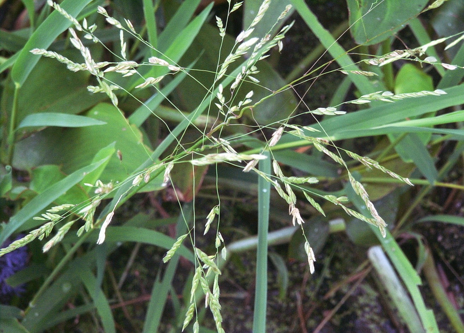 LEERSIA ORYZOIDES (Rice Cutgrass) 2" Plug 50 ct.