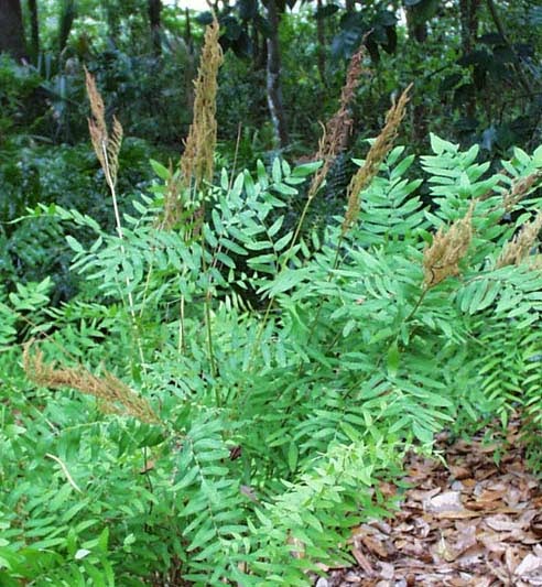 OSMUNDA  REGALIS (Royal Fern) 32 ct. Tubeling Native Plants