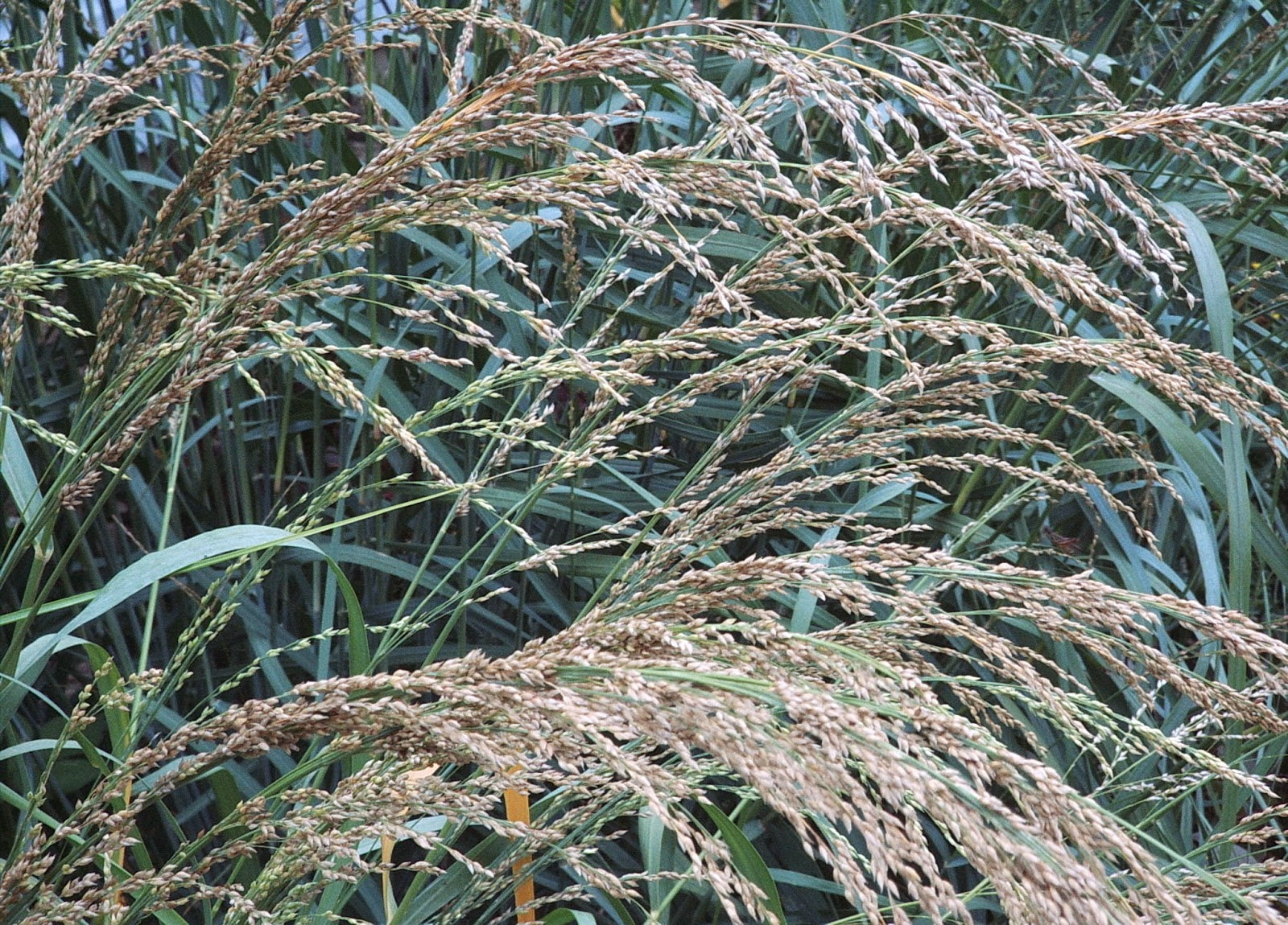 PANICUM AMARUM (Bitter Panic Grass) Seed