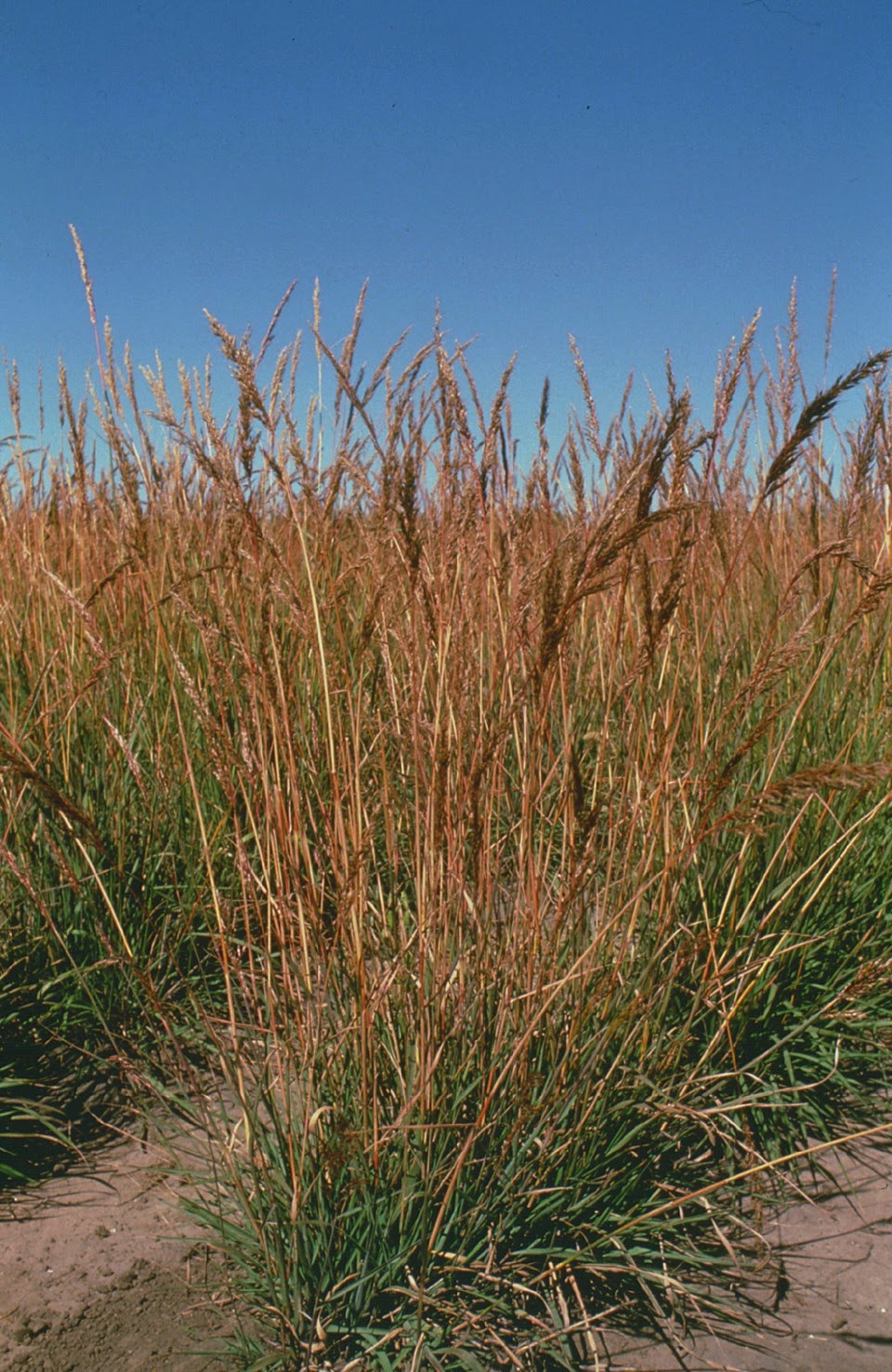 SORGHASTRUM NUTANS (Indiangrass) Seed, NJ Ecotype