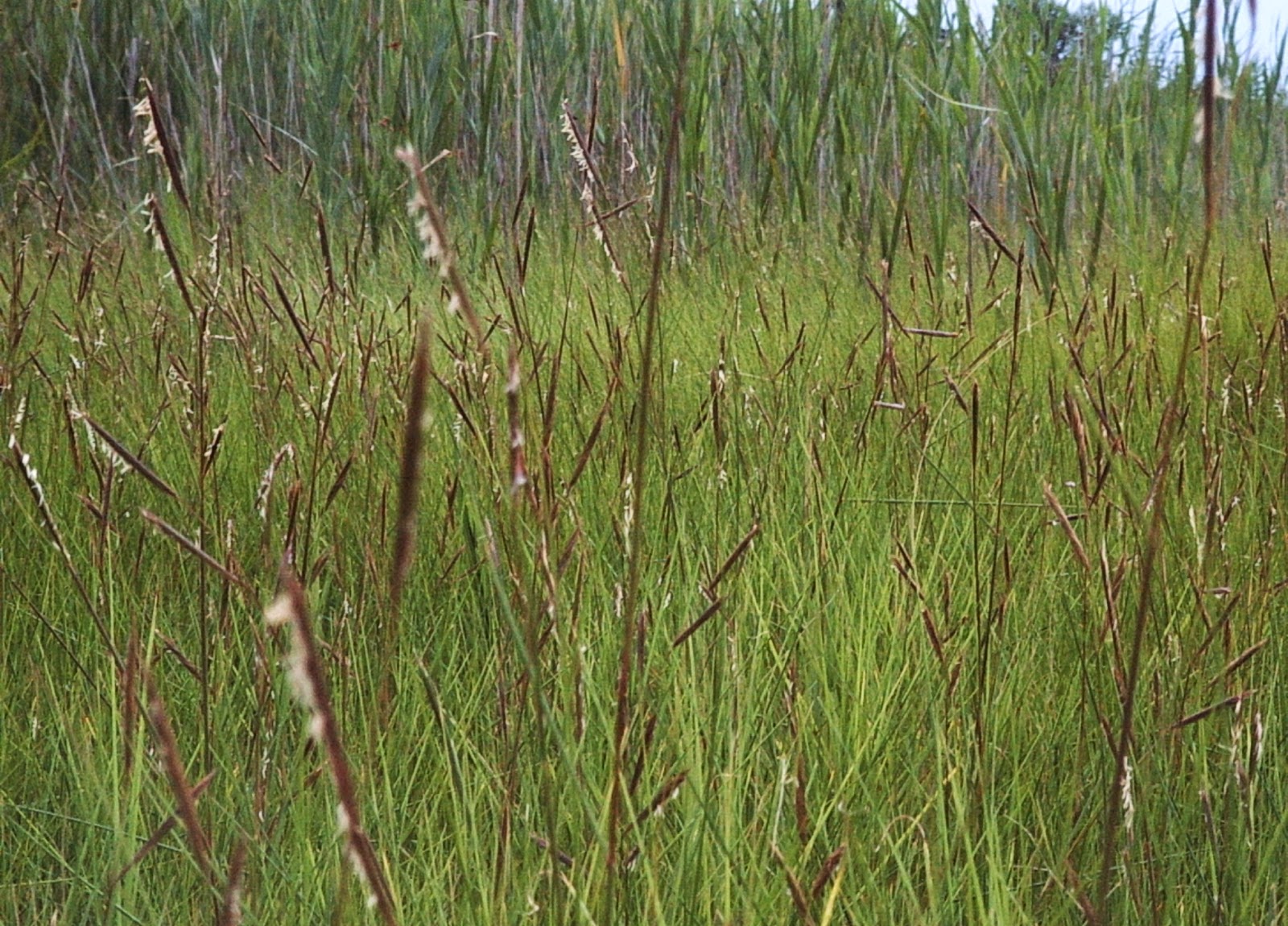 SPARTINA PATENS (Salt Meadow Cordgrass) 2" Plug 50 ct. Native Plants