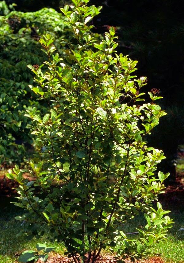 VIBURNUM NUDUM (Possumhaw) #1 Pot