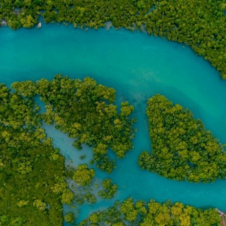 Mangrove forest