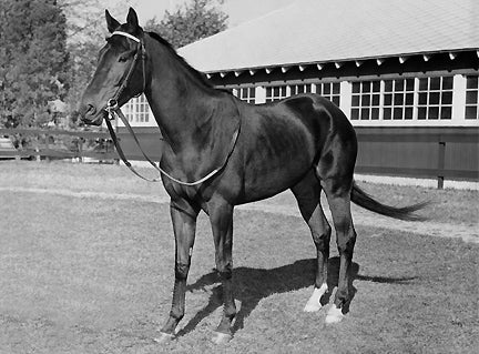 10 Greatest Racehorses Of All Time