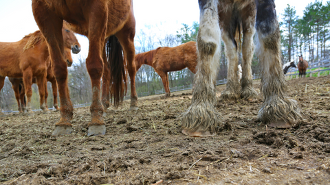 Tackling Mud and Muck: Managing Wet Conditions in UK Equestrian Environments