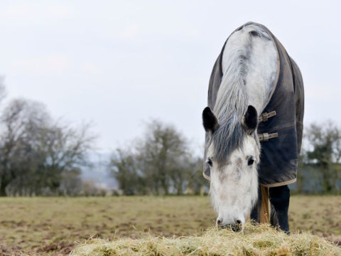 Picking the Right Winter Rug for Your Horse