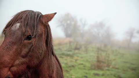 Tackling Mud and Muck: Managing Wet Conditions in UK Equestrian Environments