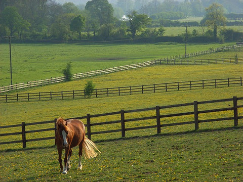 Choosing The Right Horse Paddock Fencing