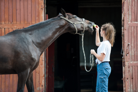 Fun Equestrian DIY Projects for Spring!