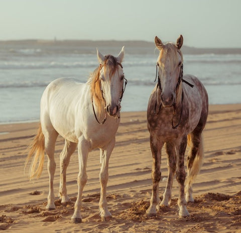 horse riding trips in rhodes greece