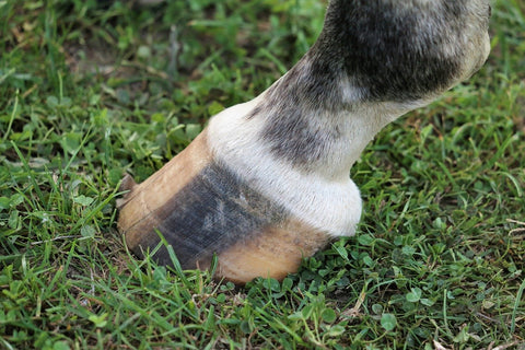 How To Reduce Horse Hoof Bruising