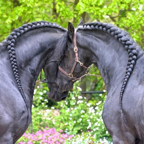 9 Essential Summer Grooming Tips To Keep Your Horse Happy & Healthy