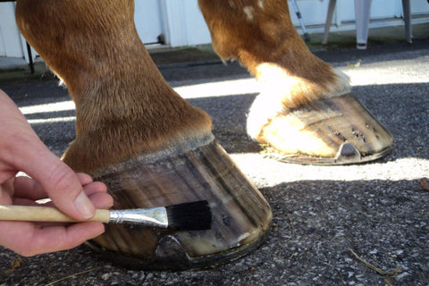 9 Essential Summer Grooming Tips To Keep Your Horse Happy & Healthy