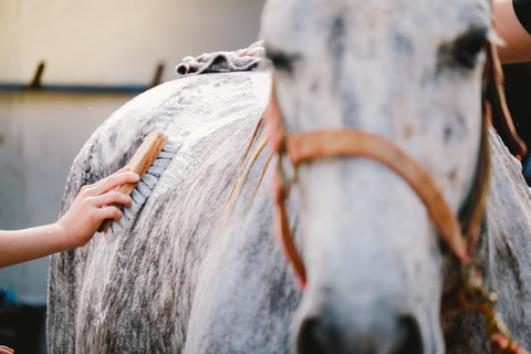 A Winter Grooming Guide: 8 Tips For Maintaining a Healthy Horse Coat in the UK Cold