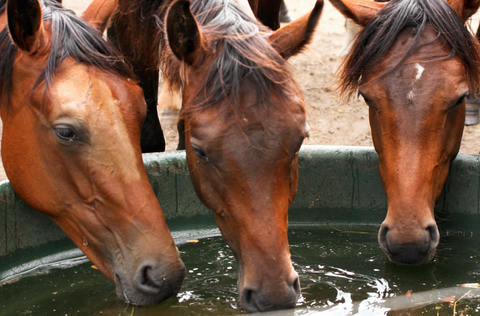 10 Most Common Horse Illnesses and How to Treat Them