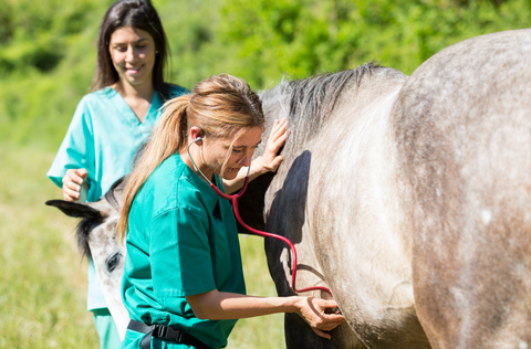 10 Most Common Horse Illnesses and How to Treat Them