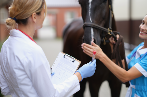 10 Most Common Horse Illnesses and How to Treat Them