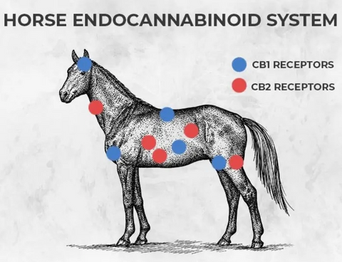 CBD for horses - everything you need to know