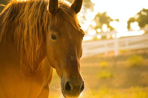 CBD for horses - everything you need to know