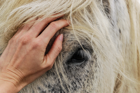 How to Help Calm a Nervous and Anxious Horse