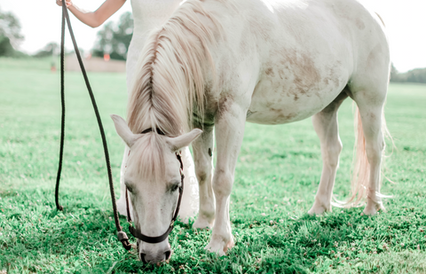 The Impact of Heat on Horses: Recognising and Preventing Heat Stress