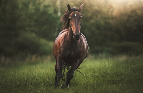 The Impact of Heat on Horses: Recognising and Preventing Heat Stress