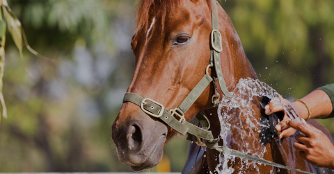 9 Essential Summer Grooming Tips To Keep Your Horse Happy & Healthy