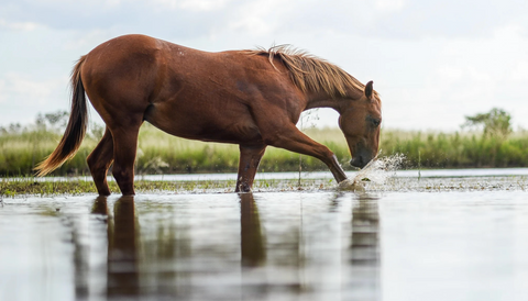Understanding Horse Behaviour: Decoding Equine Language