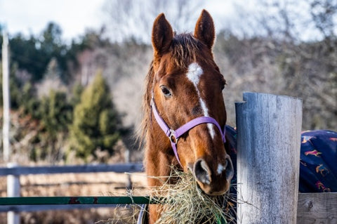 The REAL Costs Of Owning A Horse Per Year In the UK