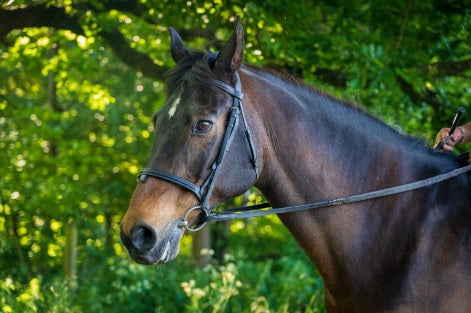 The REAL Costs Of Owning A Horse Per Year In the UK
