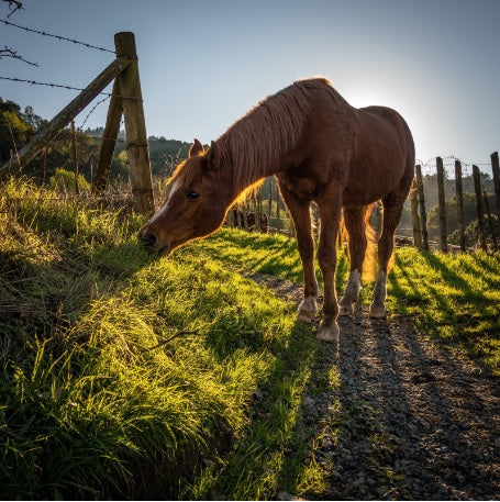 The REAL Costs Of Owning A Horse Per Year In the UK