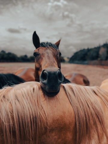 Top Tips on Preparing Your Horse For Summer in the UK